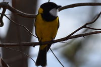 Golden Whistler - The Block Berringa