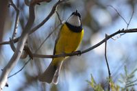 Golden Whistler - The Block Berringa