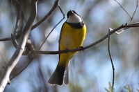 Golden Whistler - The Block Berringa