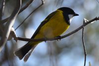 Golden Whistler - The Block Berringa