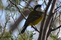 Golden Whistler - The Block Berringa