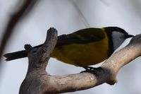 Golden Whistler - The Block Berringa