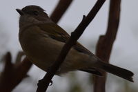 Golden Whistler Female The Block Berringa.