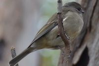 Golden Whistler Female The Block Berringa.