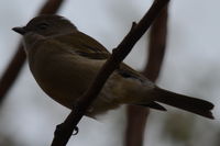 Golden Whistler Female The Block Berringa.