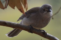 Golden Whistler  Hen - Berringa Sanctuary