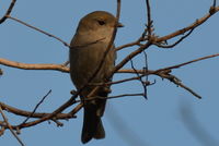 Golden Whistler Hen - Berringa Sanctuary