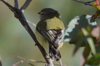 Golden Whistler Hen - Berringa Sanctuary