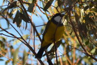 Golden Whistler Male - Berringa Sanctuary