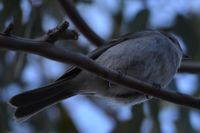 Golden Whistler hen - Berringa