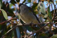 Golden Whistler hen- Berringa