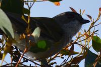  Golden Whistler hen- Berringa