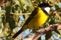 Golden Whistler Cock- Berringa Sanctuary