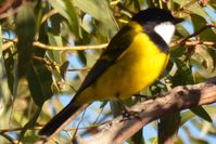 Golden Whistler Cock- Berringa Sanctuary