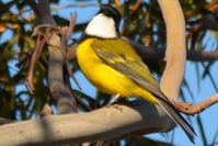 Golden Whistler Cock- Berringa Sanctuary