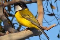 Golden Whistler Cock- Berringa Sanctuary