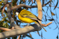 Golden Whistler Cock- Berringa Sanctuary