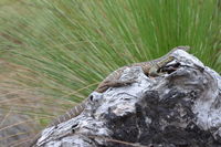 Goulds Monitor - Lake Leschenaultia W.A