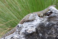 Goulds Monitor - Lake Leschenaultia W.A