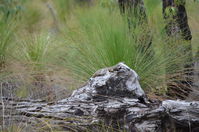 Goulds Monitor - Lake Leschenaultia W.A