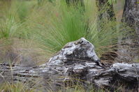 Goulds Monitor - Lake Leschenaultia W.A