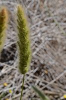 Grass - Berringa Sanctuary