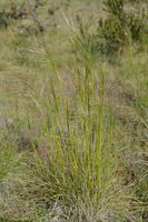 Grass - Berringa Sanctuary