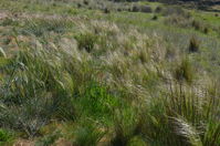 Grass - Berringa Sanctuary