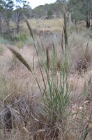 Grass - Berringa Sanctuary