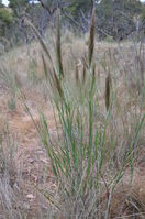 Grass - Berringa Sanctuary