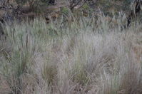 Grass - Berringa Sanctuary