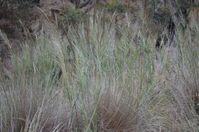 Grass - Berringa Sanctuary