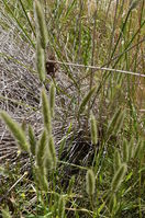 Grass - Berringa Sanctuary