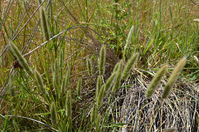 Grass - Berringa Sanctuary