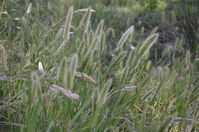 Grass - Berringa Sanctuary