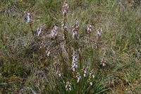 Grass Trigger Plant - Berringa Sanctuary 