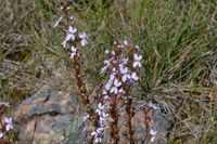 Grass Trigger Plant - Berringa Sanctuary 