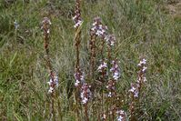 Grass Trigger Plant - Berringa Sanctuary 