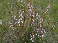 Grass Trigger Plant - The Block Berringa