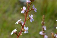 Grass Trigger Plant - The Block Sanctuary Berringa 