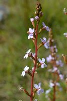 Grass Trigger Plant - The Block Sanctuary Berringa 