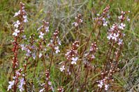 Grass Trigger Plant - The Block Sanctuary Berringa 