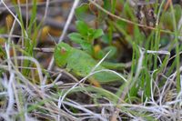 Grasshopper - Berringa Sanctuary 