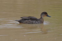 Grey Teal - Berringa Sanctuary