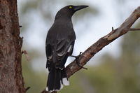 Grey Currawong - Berring Sanctury