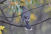 Grey Currawong - Berring Sanctury