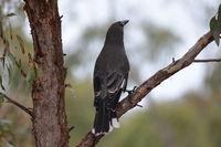 Grey Currawong - Berring Sanctury