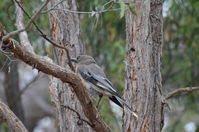 Grey Currawong - Berring Sanctury