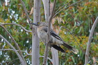 Grey Currawong - Berring Sanctury