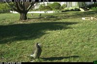 Grey Currawong - Berring Sanctury